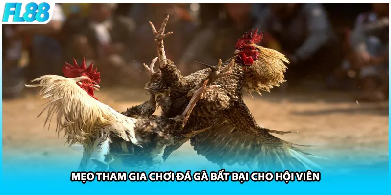 Mẹo tham gia chơi đá gà bất bại cho hội viên