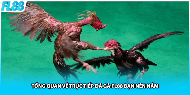 Tổng quan về trực tiếp đá gà FL88 bạn nên nắm
