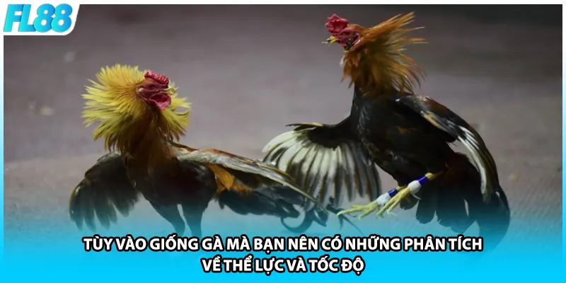 Tùy vào giống gà mà bạn nên có những phân tích về thể lực và tốc độ